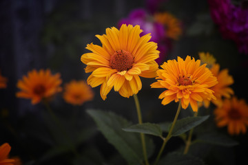 Yellow daisy flowers