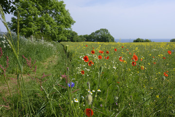 Mohnblüten im Feld - Extensive Landwirtschaft an der Ostsee