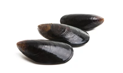 Türaufkleber mussels isolated © ksena32