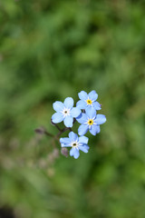 Alpine forget-me-not