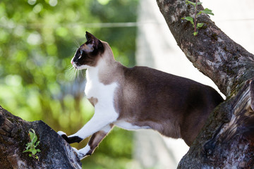 Siamese oriental cat playing outdoors on tree