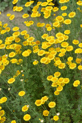 Obraz premium Yellow chamomile