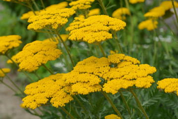 Gold plate yarrow