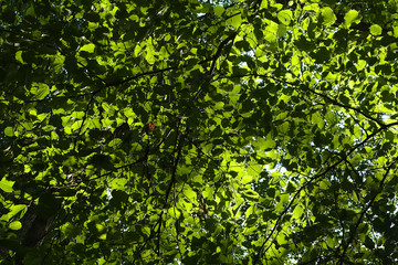Leafs of a forest with sunlight from the back