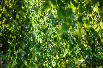 Obraz premium Green spring tree leaves in sunshine, natural background