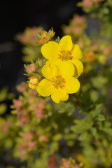 Elizabeth Cinquefoil