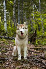 Obraz premium Profile portrait of free and young dog breed siberian husky sitting on the hill in the forest