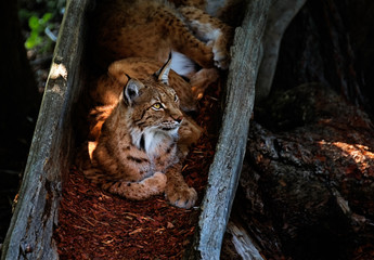 1 july 2018, Wildpark Assling (Austria): An Eurasian Lynx resting inside a tree trunk © Alberto Agnoletto