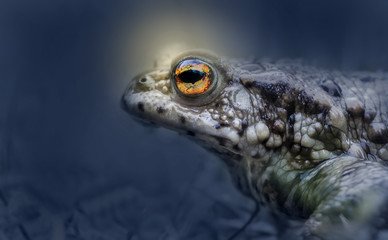 an eerie toad sits with shining eyes at night in a meadow