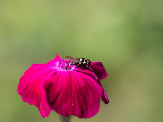 Hover fly on rose campion