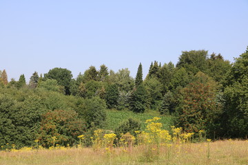 Zauberhafte Naturlandschaft im Sommer mit gelben Wildblumen
