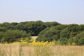 Naturlandschaft im Sommer bei Trockenheit