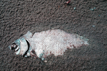 Dead fish on the shore