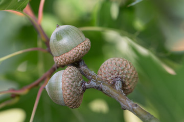 Green acorns on oak with leaves