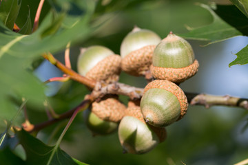 Green acorns on oak with leaves