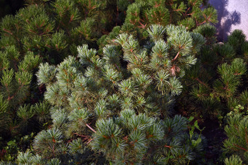 Green plants in a summer garden. Russian nature. Color photo taken at Moscow city public park.