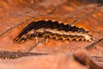 Female wingless grub-like firefly larvae or glowworm (Lampyridae: Lamprigera sp.) crawling on a brown leaf gives out or emitting a bioluminescence yellow green light from its abdomen during the night