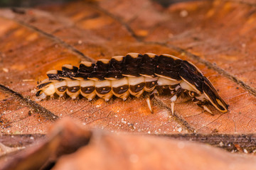 Female wingless grub-like firefly larvae or glowworm (Lampyridae: Lamprigera sp.) crawling on a brown leaf gives out or emitting a bioluminescence yellow green light from its abdomen during the night