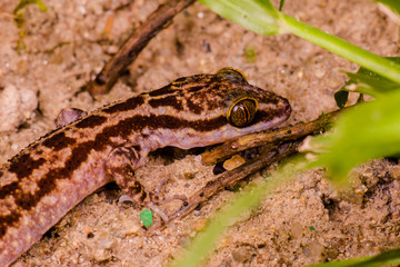 Female Taylor's bow-fingered, four-striped forest and marbled bent-toed gecko, (Squamata: Gekkonidae: Cyrtodactylus quadrivirgatus) crawling on the ground, hidden and Camouflage inside the jungle.