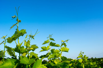 Horizontal View of Close Up of Leaves of Grapes in Plantation Grape in Summer on Blur Background at Sunrise.