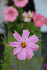 Fototapeta premium Cosmea und Petunien in Rosa blühen im Vorgarten