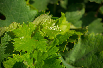 Horizontal View of Close Up of Leaves of Grapes in Plantation Grape in Summer on Blur Background at Sunrise.