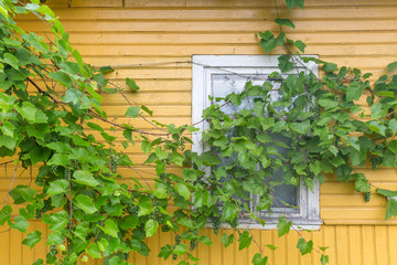 An old window with grape leaves, countryside house