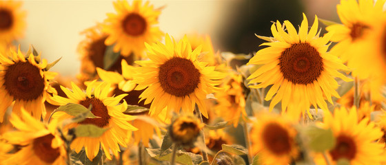 Wunderschöne Sonnenblumen © Thaut Images