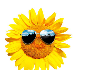 Sonnenblume mit Sonnenbrille auf weissem Hintergrund