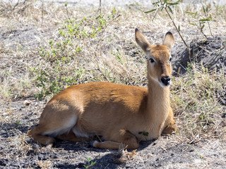 Naklejka na ściany i meble Portrait of Impala, Aepyceros melampus, Chobe National Park, Botswana