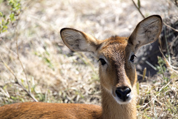 Portrait of Impala, Aepyceros melampus, Chobe National Park, Botswana