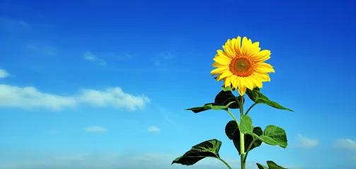 Crédence de cuisine en verre imprimé Tournesol Wunderschöne Sonnenblume
