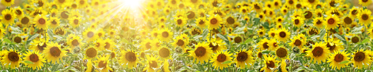 Fototapeta premium Wunderschöne Sonnenblumen