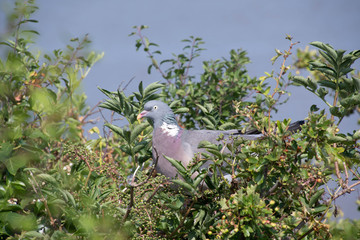Pigeon on a nest