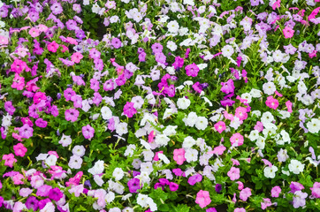 Fototapeta premium petunia, growing on a large flowerbed in the city park, a meadow with multi-colored pink, purple, lilac and white flowers.