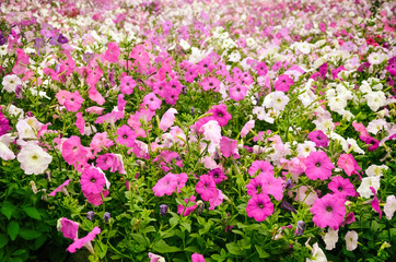 petunia, growing on a large flowerbed in the city park, a meadow with multi-colored pink, purple, lilac and white flowers.