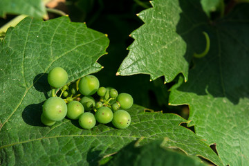 Horizontal View of Close Up of Leaves of Grapes in Plantation Grape in Summer on Blur Background at Sunrise.