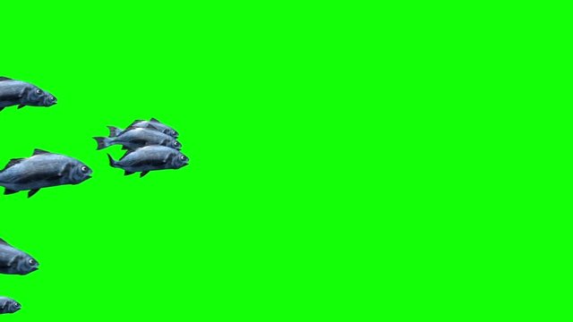Group of Fish Swim Green Screen 3D Rendering Animation