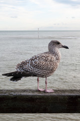 Seagull and the sea