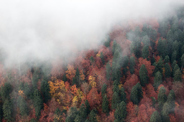 Fototapety  Gęsta mgła pokrywa żółte i zielone jesienne drzewa, widok z góry