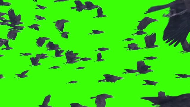 Flock of Crows Animals Birds Green Screen 3D Rendering Animation