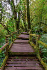 Obraz premium Ang Ka Luang nature trail and cloud forest at Doi inthanon, Chiang Mai, Thailand