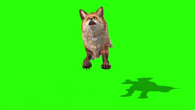 Fox Runcycle Front Green Screen 3D Rendering Animation Animals