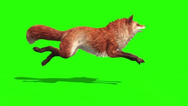 Fox Runcycle Side Green Screen 3D Rendering Animation Animals