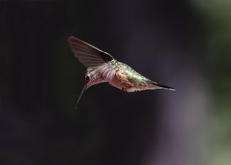 Rufous Hummingbird (Selasphorus rufus) in Flight