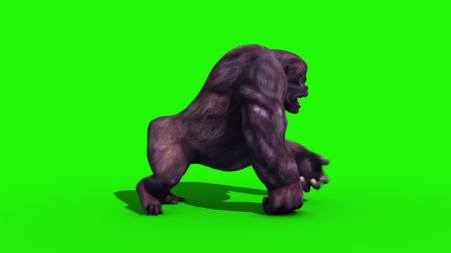 Gorilla Walkcycle Side Green Screen 3D Rendering Animation