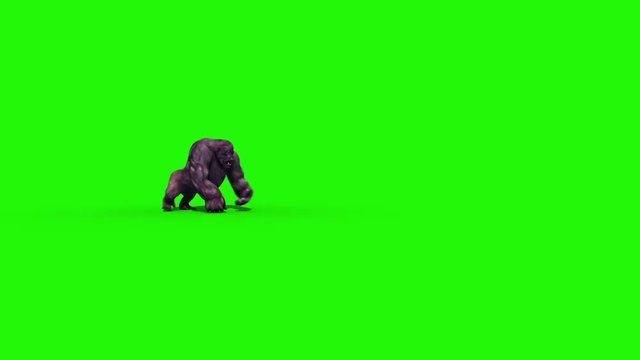Gorilla Walks Side Green Screen 3D Rendering Animation