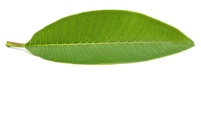 Leaves isolated on white background with clipping path