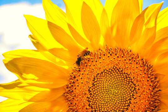yellow sunflower and a bee on a sunflower