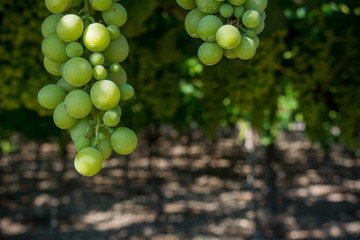 Horizontal View of Close Up of Not Fully Mature Grapes in Plantation Grape in Summer on Blur Background at Sunrise.